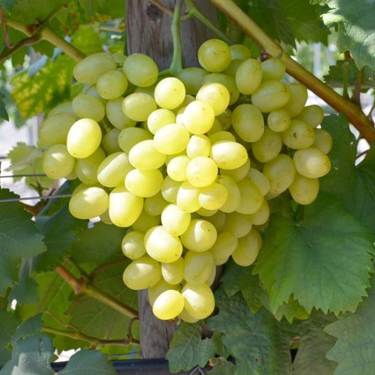 Augustin Table Grape Vine
