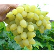 Ultra Early Season White Table Grapes