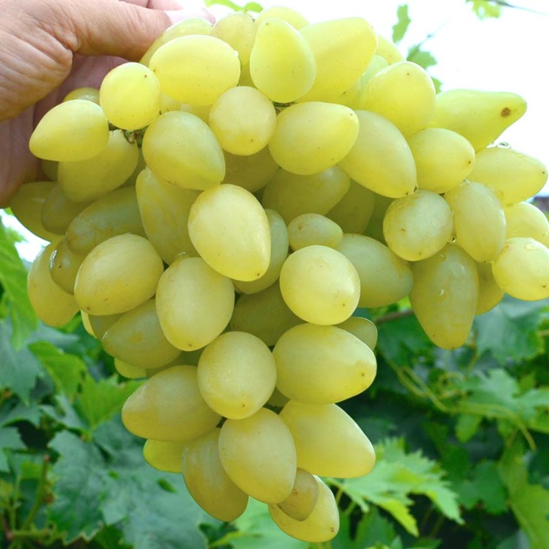 BAŽENA prostokorenný štepený vinič
