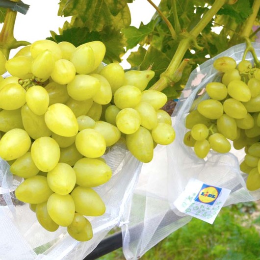 BAŽENA rezistentný stolový vinič