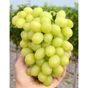 Mid Season White Table Grapes