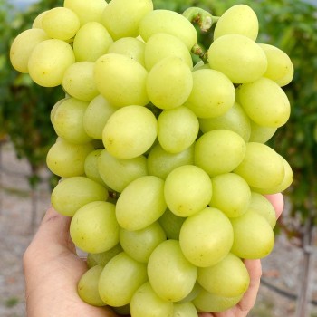 BLAGOVEST rezistentný stolový vinič