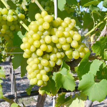 BOGATJANOVSKIJ rezistentný stolový vinič