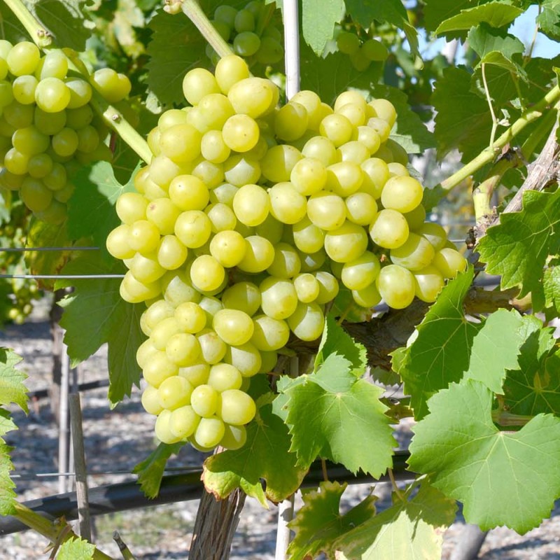 BOGATYANOVSKY container grown grape vine