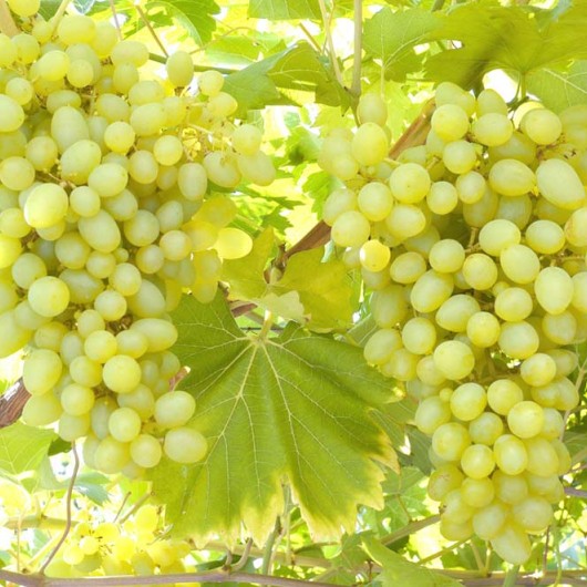 BOSCHY DAR Tafelrebe