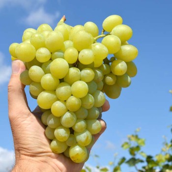 Cerkevne Kolokola rezistentný stolový vinič