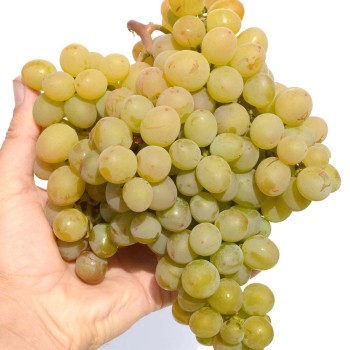 CHRUSTIK rezistentný stolový vinič