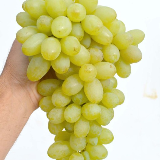 DEMETRA rezistentný stolový vinič