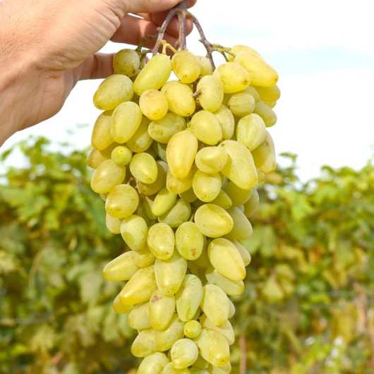 DEVA MARIJA rezistentný stolový vinič