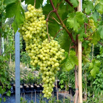 DOLGOŽDANNYJ rezistentný stolový vinič