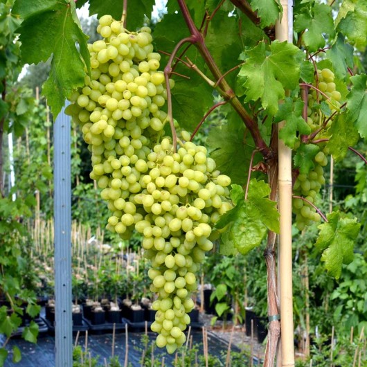 DOLGOŽDANNYJ rezistentný stolový vinič