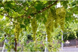 Grapevine pruning and training
