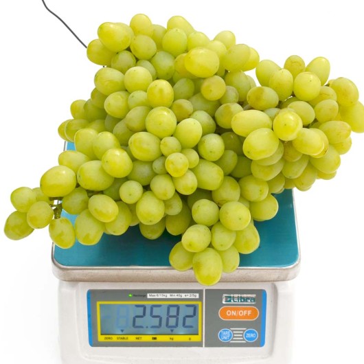 DOLGOŽDANNYJ rezistentný stolový vinič