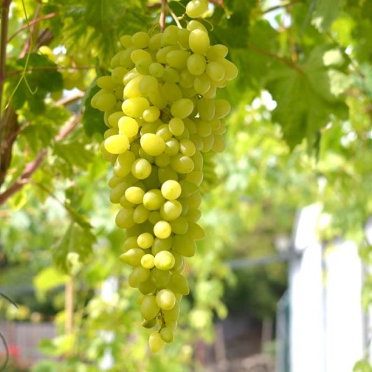 DOLGOŽDANNYJ rezistentný stolový vinič