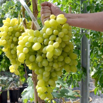 DOLGOŽDANNYJ rezistentný stolový vinič