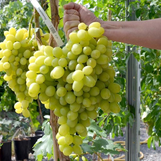 DOLGOŽDANNYJ rezistentný stolový vinič