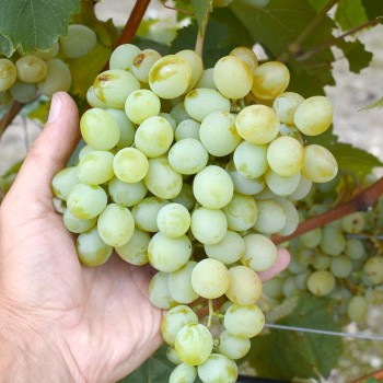 Družba rezistentný stolový vinič