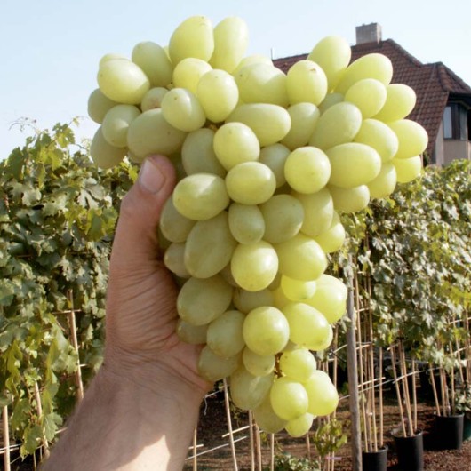 ELEGANT rezistentný stolový vinič