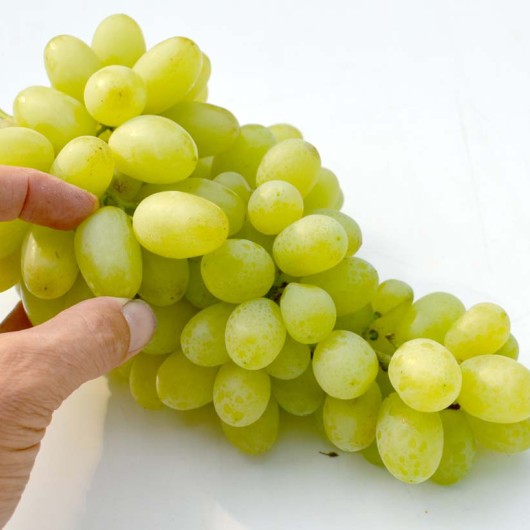 Elf rezistentný stolový vinič