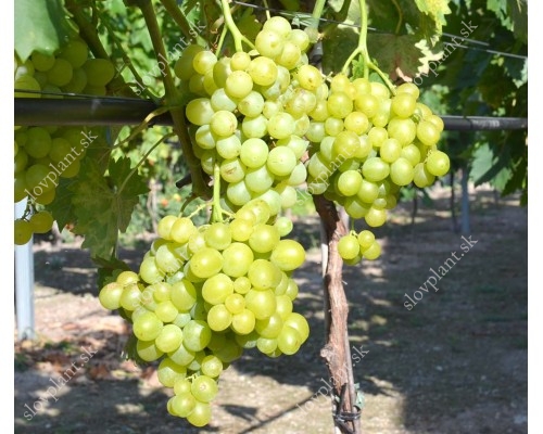 Pleven Table Grape Vine