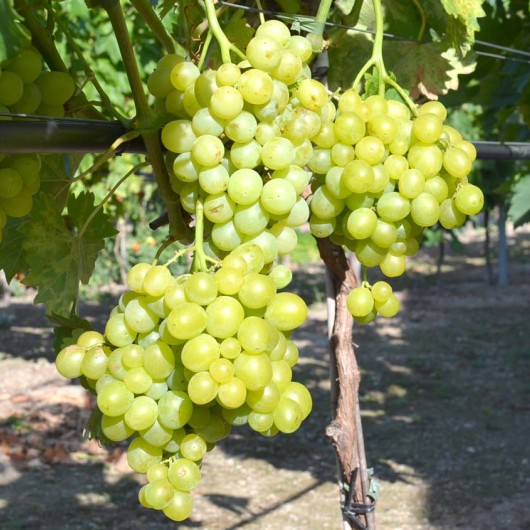 EUROPLEVEN rezistentný stolový vinič