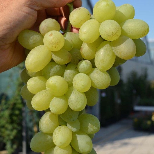 Extaz rezistentný stolový vinič