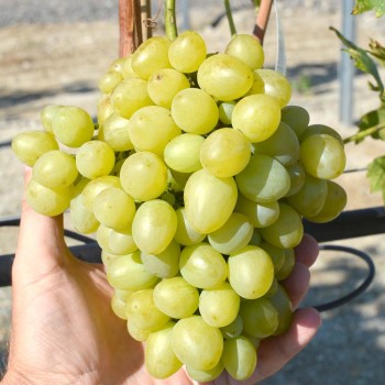 Feja stolový vinič