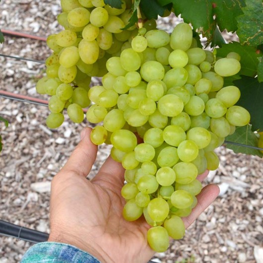 Frumoasa Alba rezistentný stolový vinič