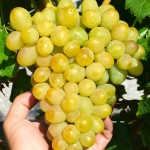 Veľmi skoré odrody