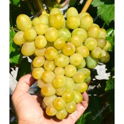 Very Early Season White Table Grapes