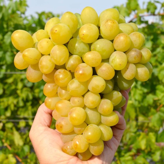 GALACHAD Tafeltraube