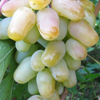 GORDEJ rezistentný stolový vinič