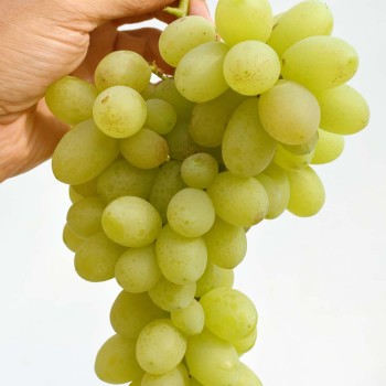 JABLOČNYJ rezistentný stolový vinič