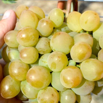 Jalovenskij Ustojčivyj rezistentný stolový vinič