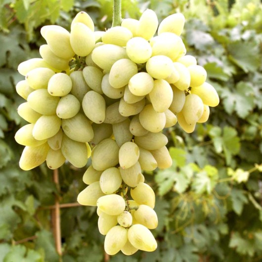 Jangi Er stolový vinič