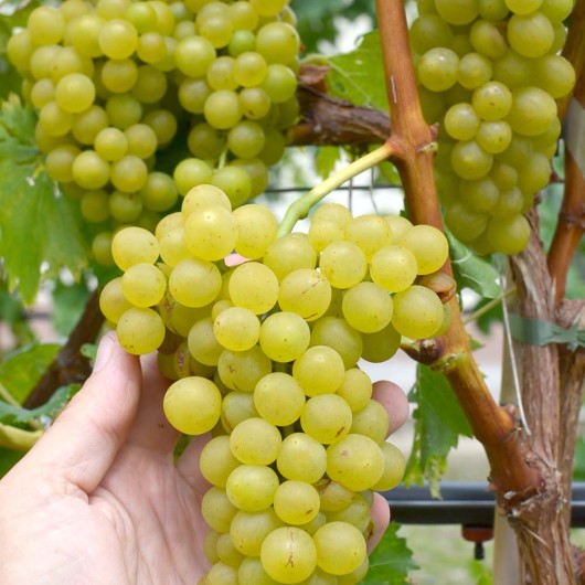 YANTAR Table Grape Vine
