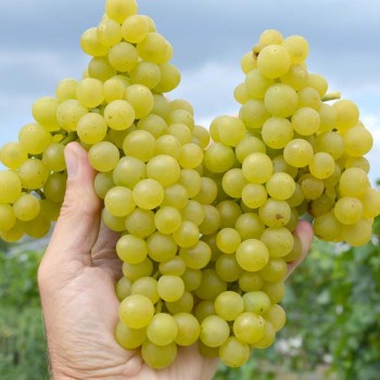 JANTAR rezistentný stolový vinič