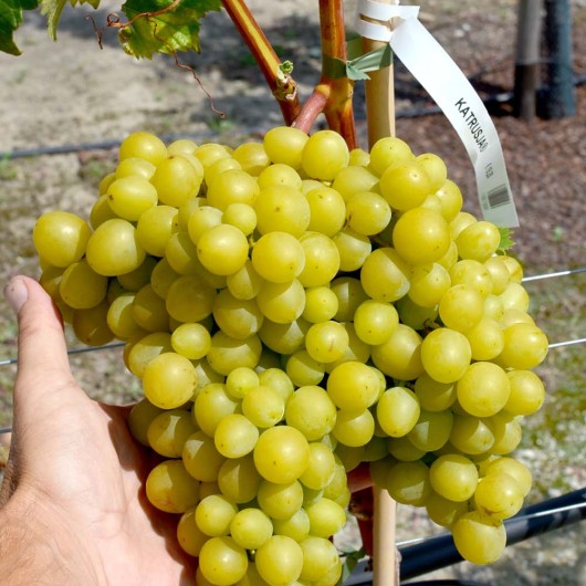 KATRUSJA rezistentný stolový vinič