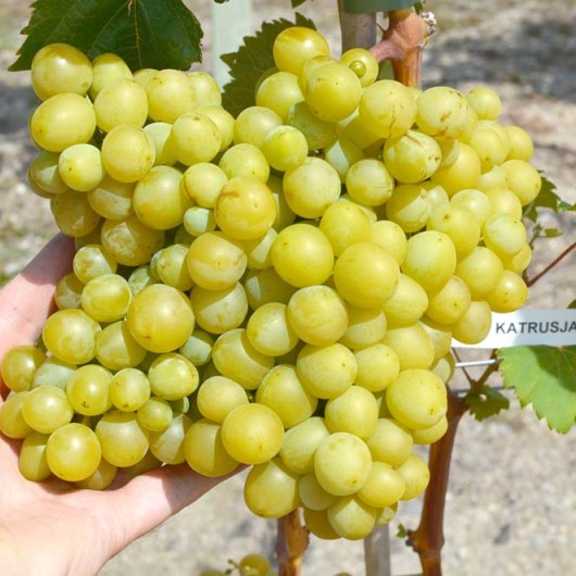 KATRUSJA rezistentný stolový vinič