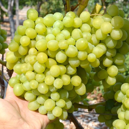 Katta-Kurgan stolový vinič