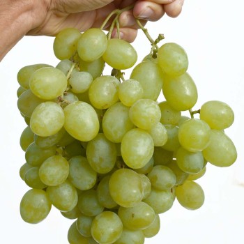 Keša, synonymum FV-6-5, Vostorg Ulučšenyj rezistentný stolový vinič