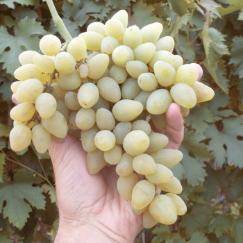 KOKL BIELYJ rezistentný stolový vinič