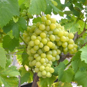 Kráľovná vinohradov-Szőlőskertek királynője muskotály