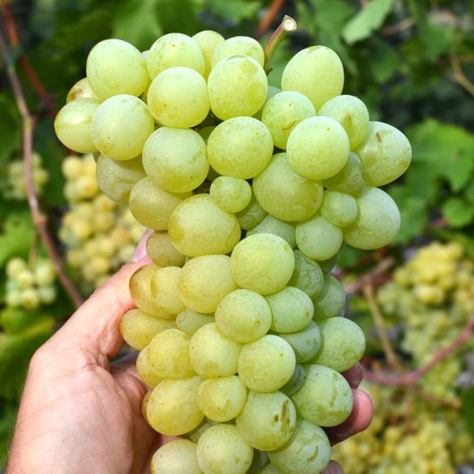 KRASAVČIK rezistentný stolový vinič