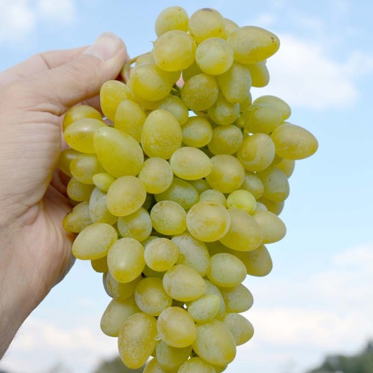 LADY PATRICIA rezistentný stolový vinič