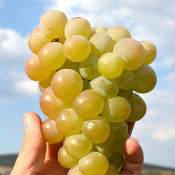 Lilla rezistentný stolový vinič