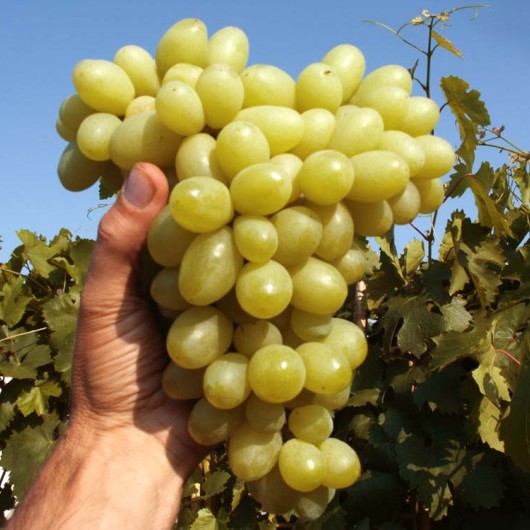 LORA Table Grape Vine