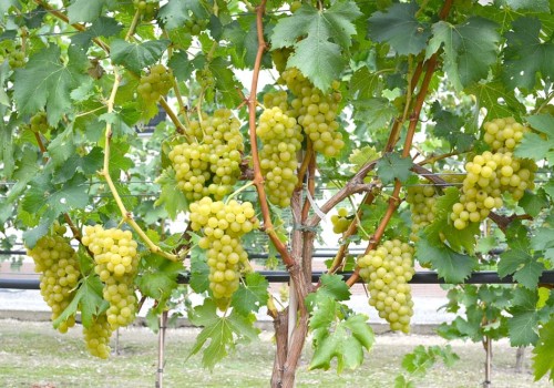 Stolový vinič pre chladné pestovateľské oblasti strednej Európy