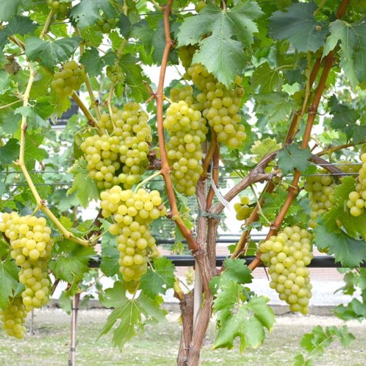 Madeleine Angevine Tafeltraube