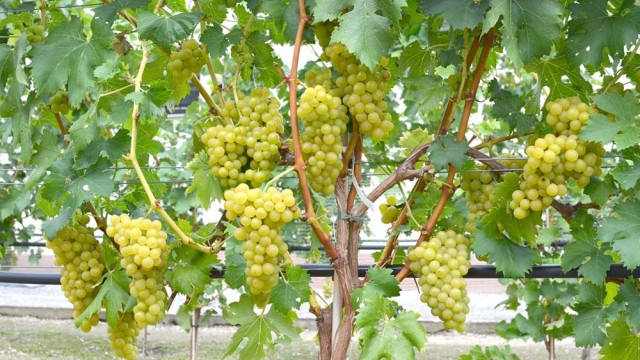 Stolový vinič pre chladné pestovateľské oblasti strednej Európy